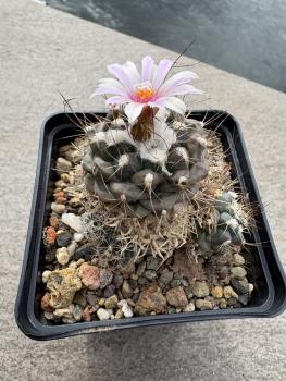 Preview: Turbinicarpus lophophoroides